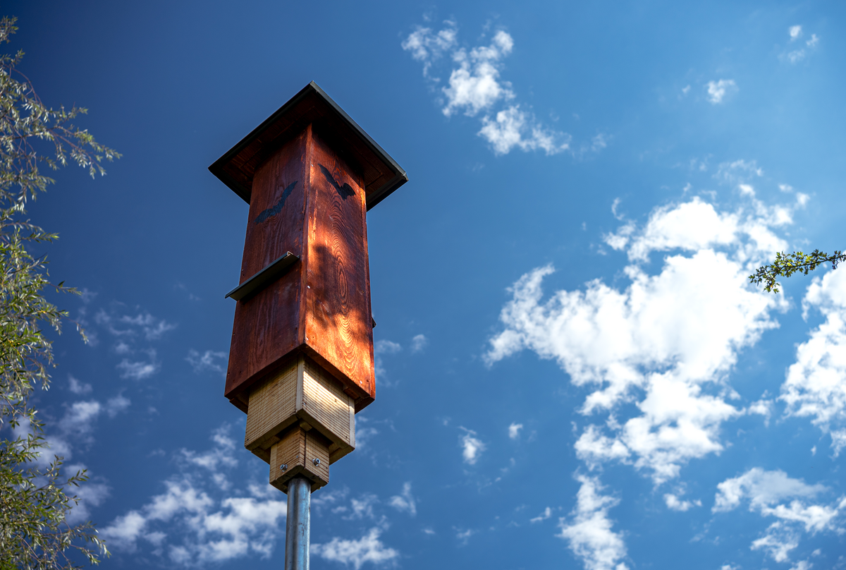 Rawlplug ir biologinė įvairovė: kaip įrengti inkilą šikšnosparniams